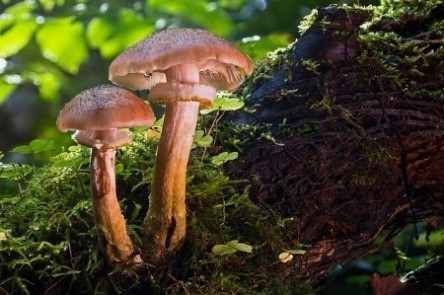 Découverte des champignons