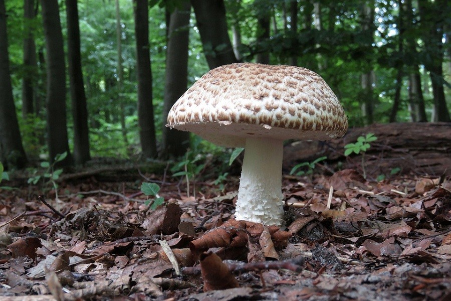 fungi-4491310_960_720