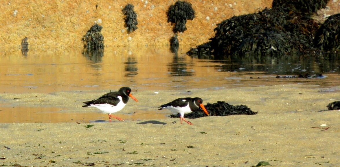 Les oiseaux du littoral