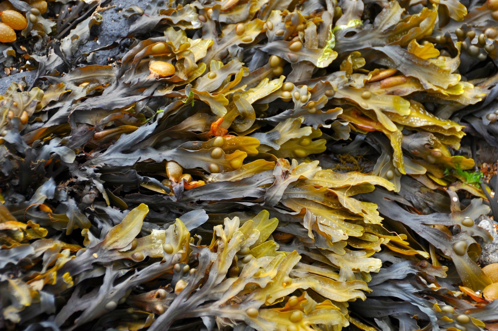 seaweed-270426_1920