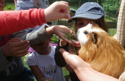 Visite des animaux à la ferme pédagogique du jardin mod kozh