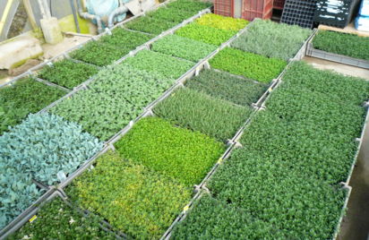 Visite guidée - Léguromat, production d'herbes aromatiques