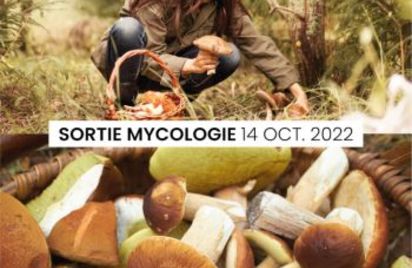 Sortie Mycologie