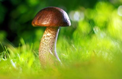 Balade des curieux de nature | Balade champignons