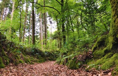 Sentier de la forêt entre nuit et jour - Belle-Isle-en-Terre