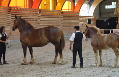 Démonstration équestre au Haras