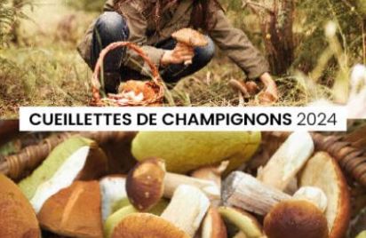 Cueillette de champignons