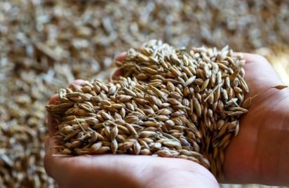 Visite de l'atelier du torréfacteur Yoann Gouéry Graine de Breton