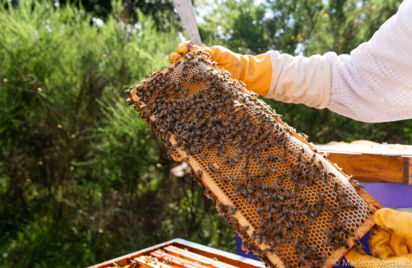 STESF : Visite de Bee Flora