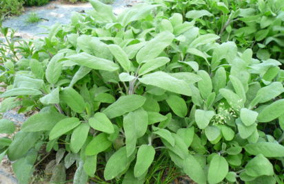 Léguromat, production d'herbes aromatiques