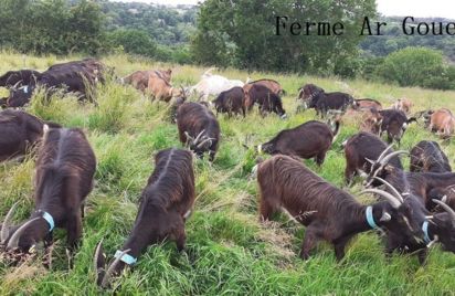 Visite de la ferme chèvrerie Ar Goued