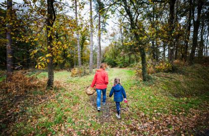 Cueillette d'automne à fond les champignons