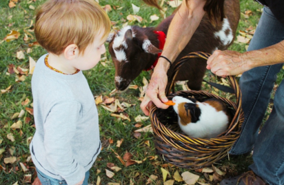 les ateliers : apprenti fermier