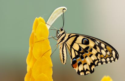 Animation - Des papillons et des fleurs