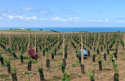 Visite : Découverte de la création d'un vignoble Breton