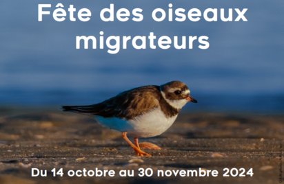 Fête des oiseaux migrateurs - Découverte de la baie en bus