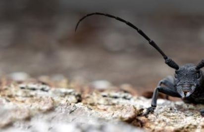 Balade nature - Le rôle des insectes dans les écosystèmes