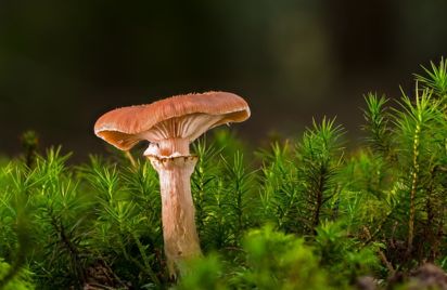 Expo | Les champignons