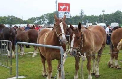 Foire aux Poulains