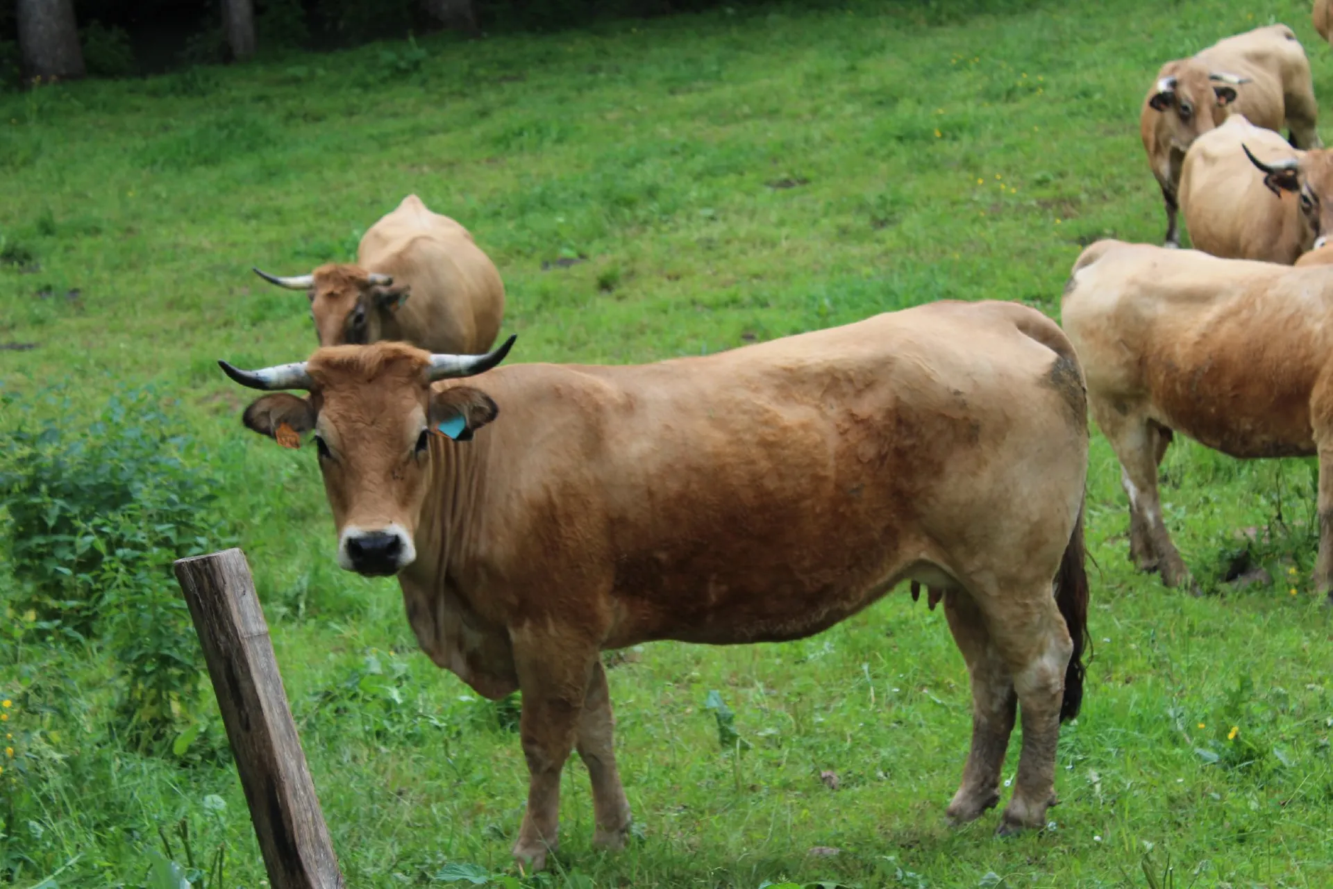 Gîte La Garde - Vous êtes à la campagne !