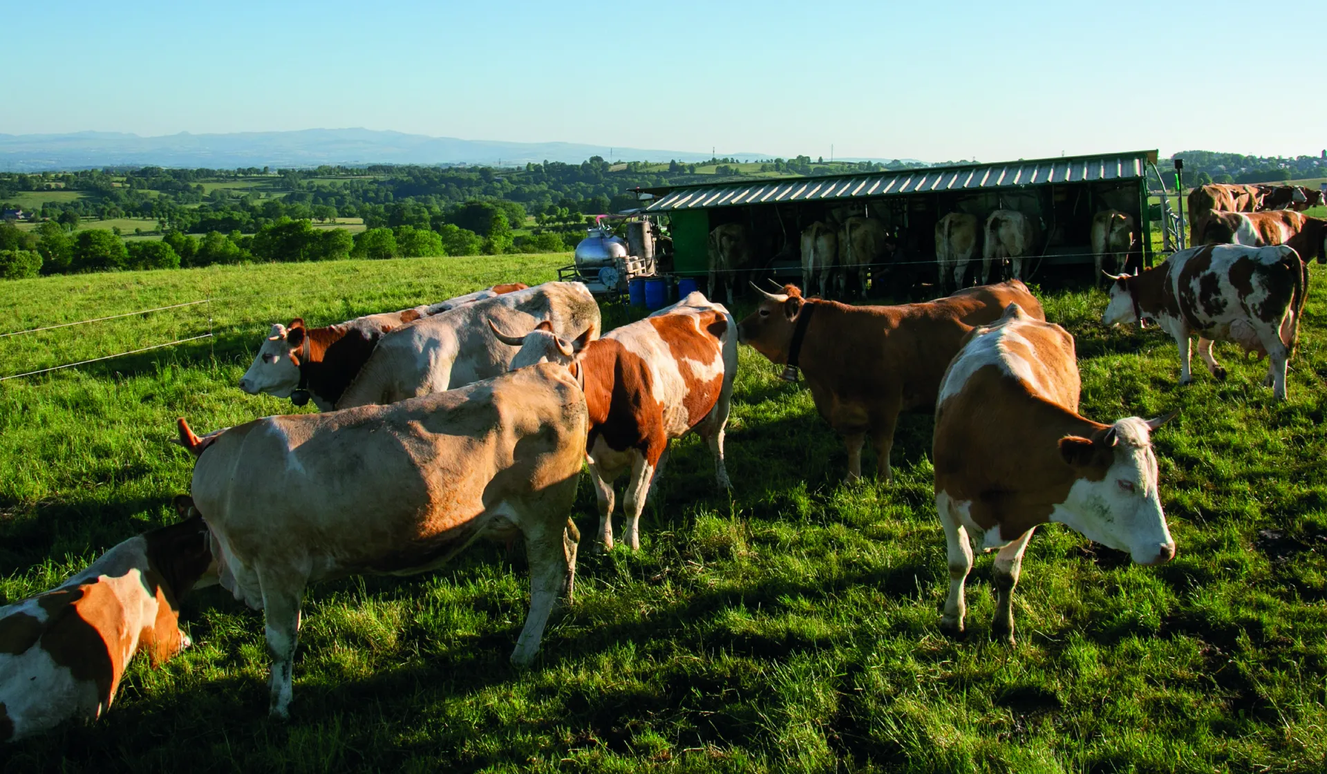 Coopérative Fromagère Jeune Montagne