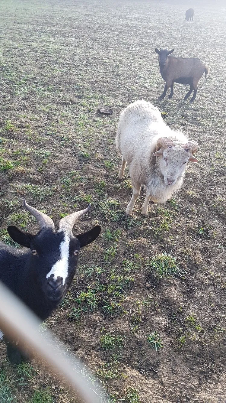 Mini ferme du Camping Lac aux Oiseaux
