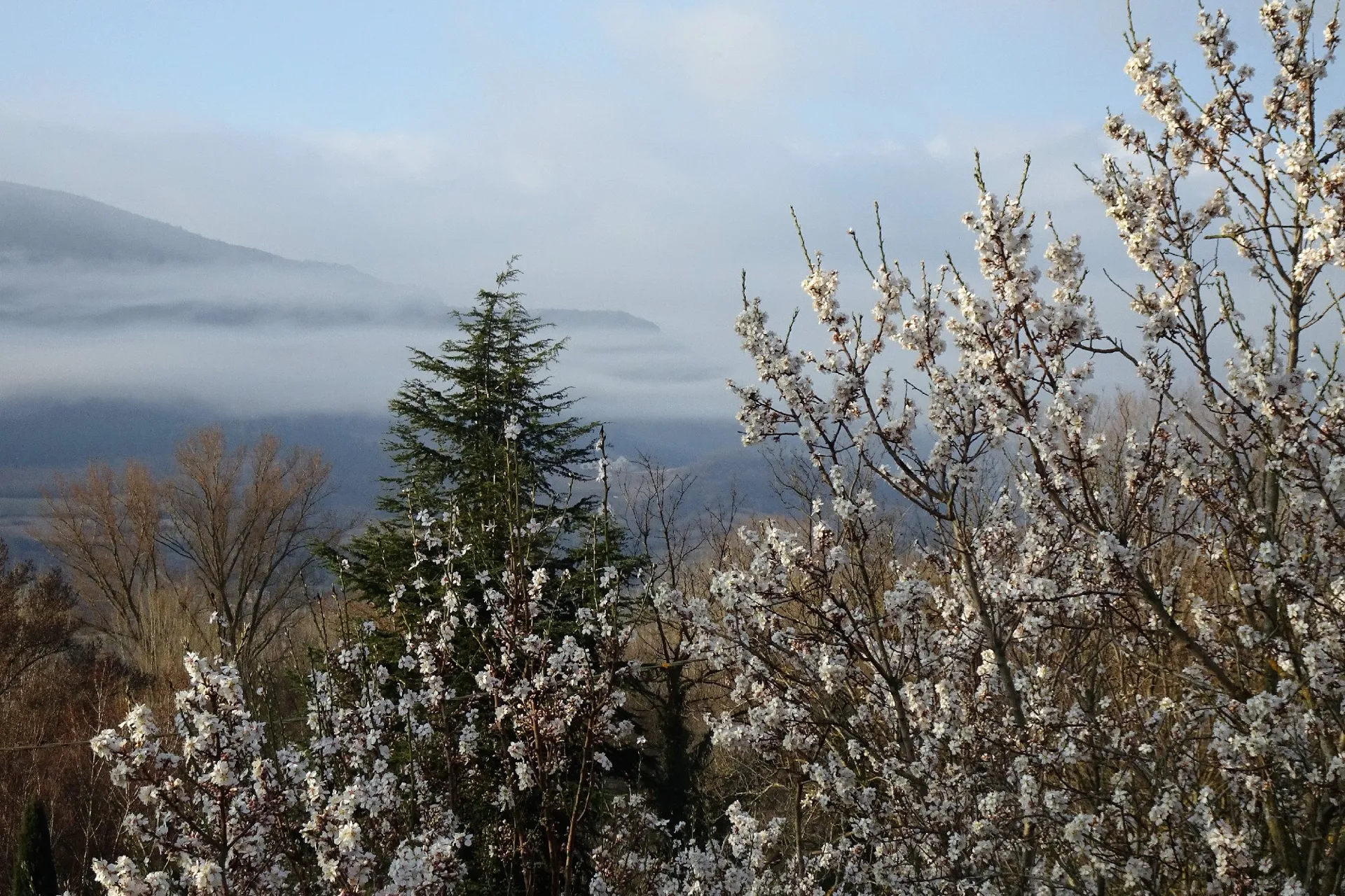Les Amandiers - Millau - Aveyron