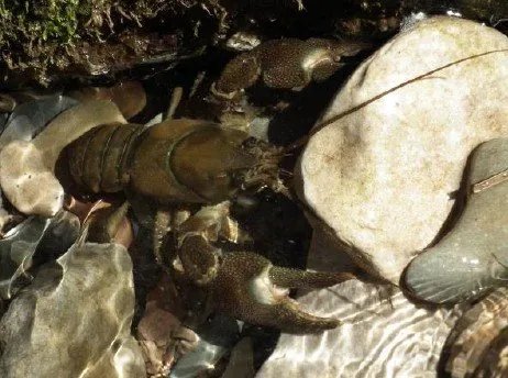 Sortie naturaliste - Excursion en zones humides