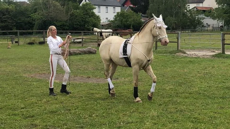 Ecole d'équitation - Ecurie Qualina