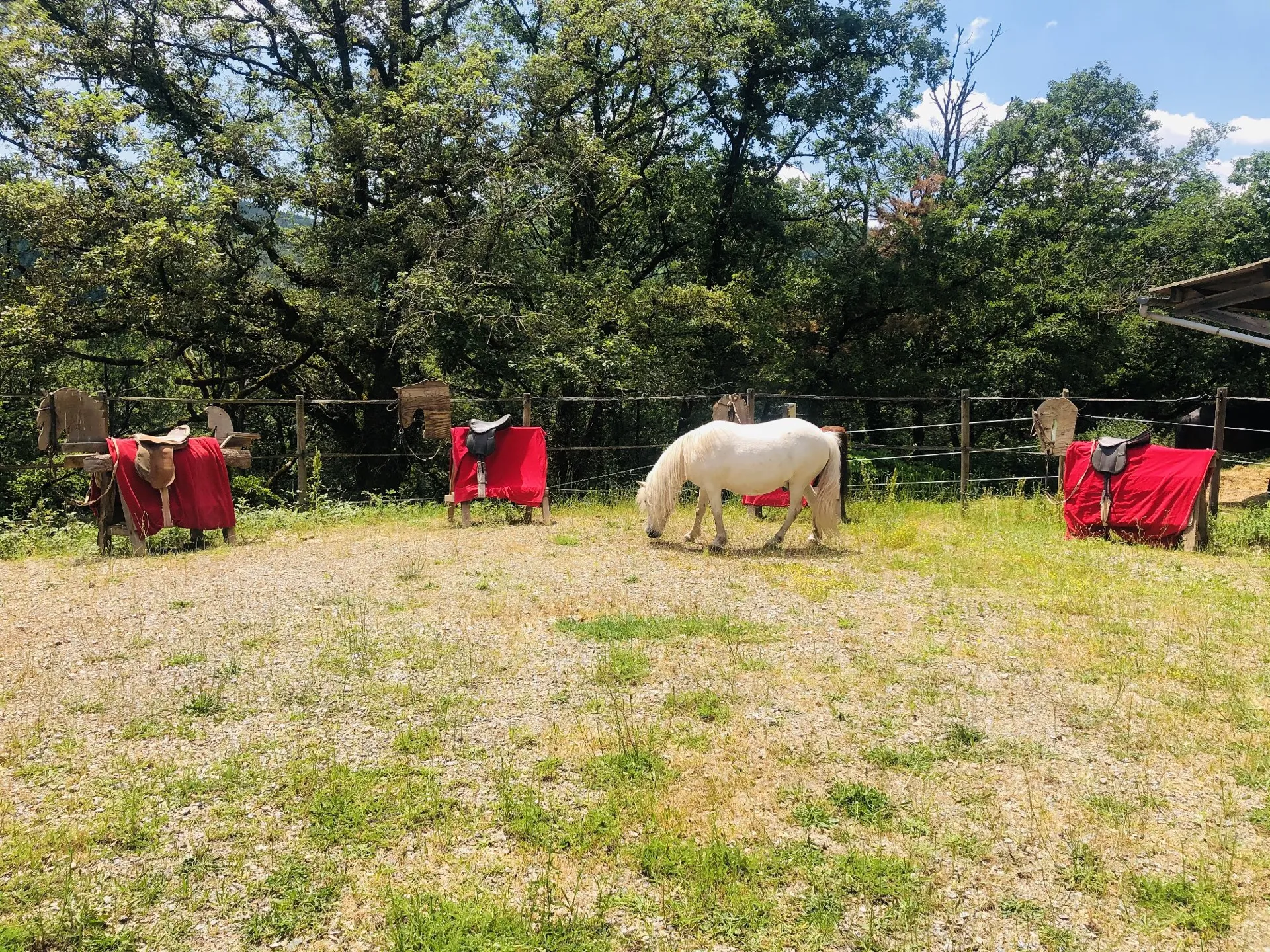 Ecole d'équitation - Ecurie Qualina