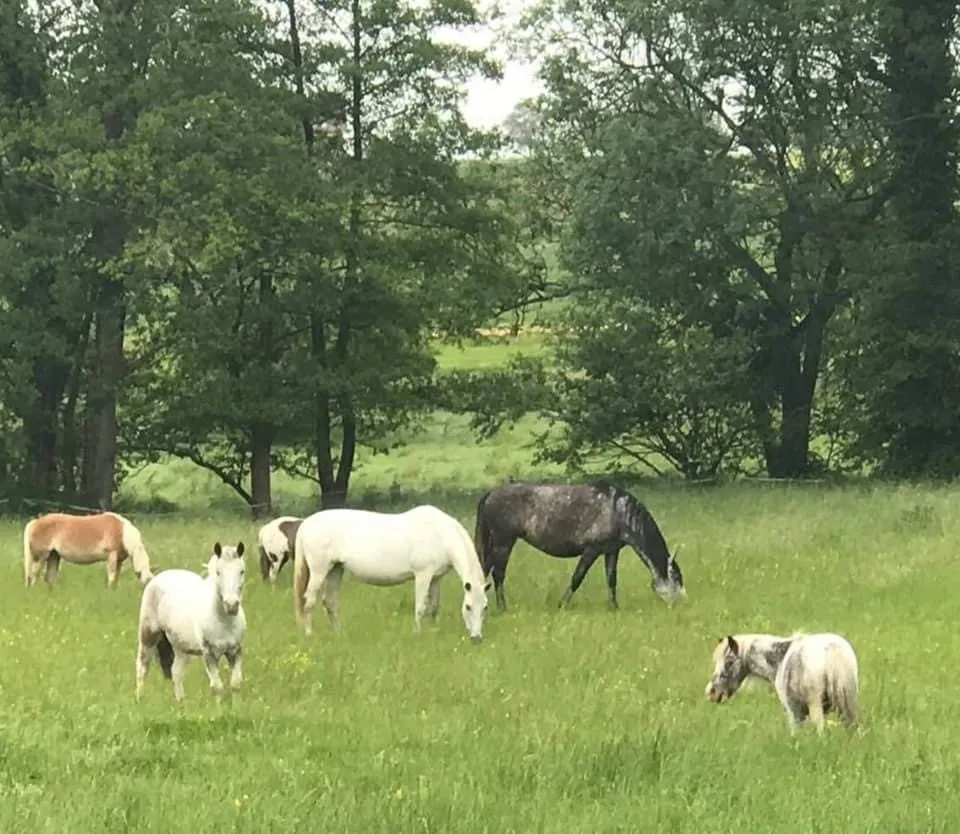 Ecole d'équitation - Ecurie Qualina