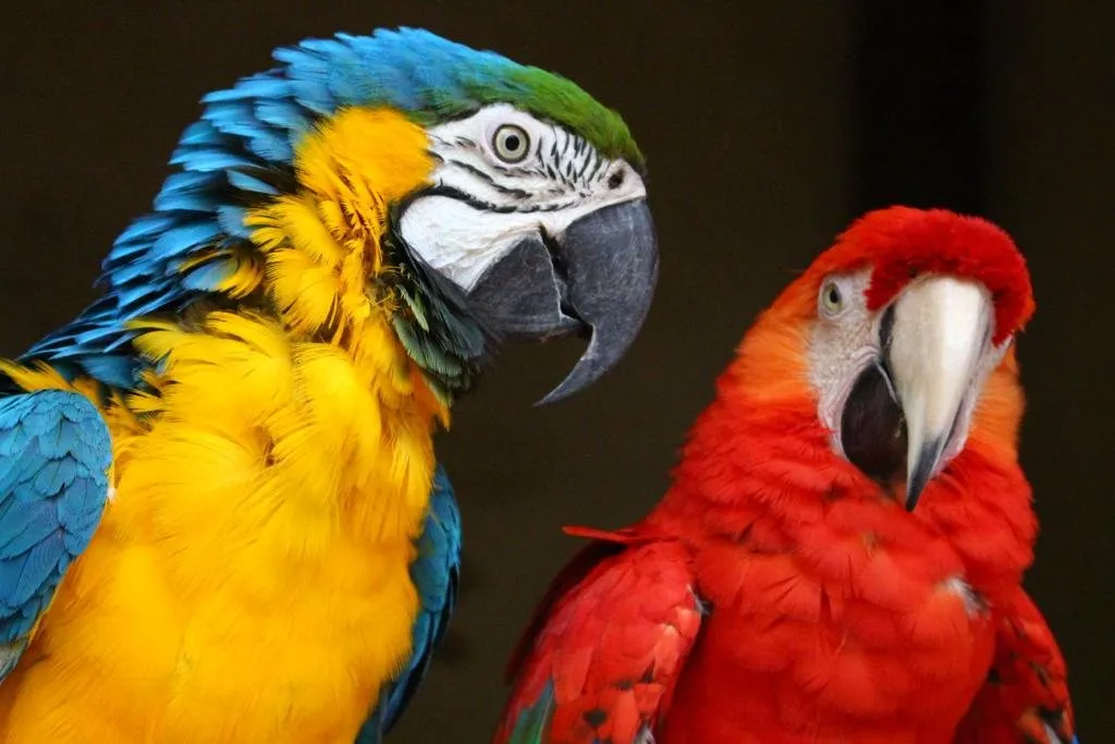 Paco & Rita