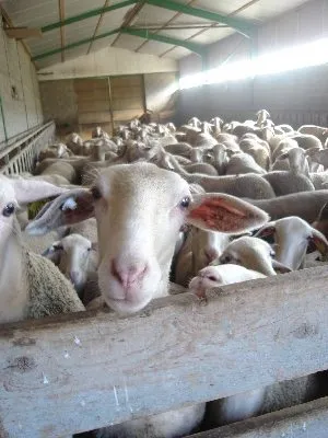 Troupeau de 500 brebis lacaune pour la fabrication du Roquefort