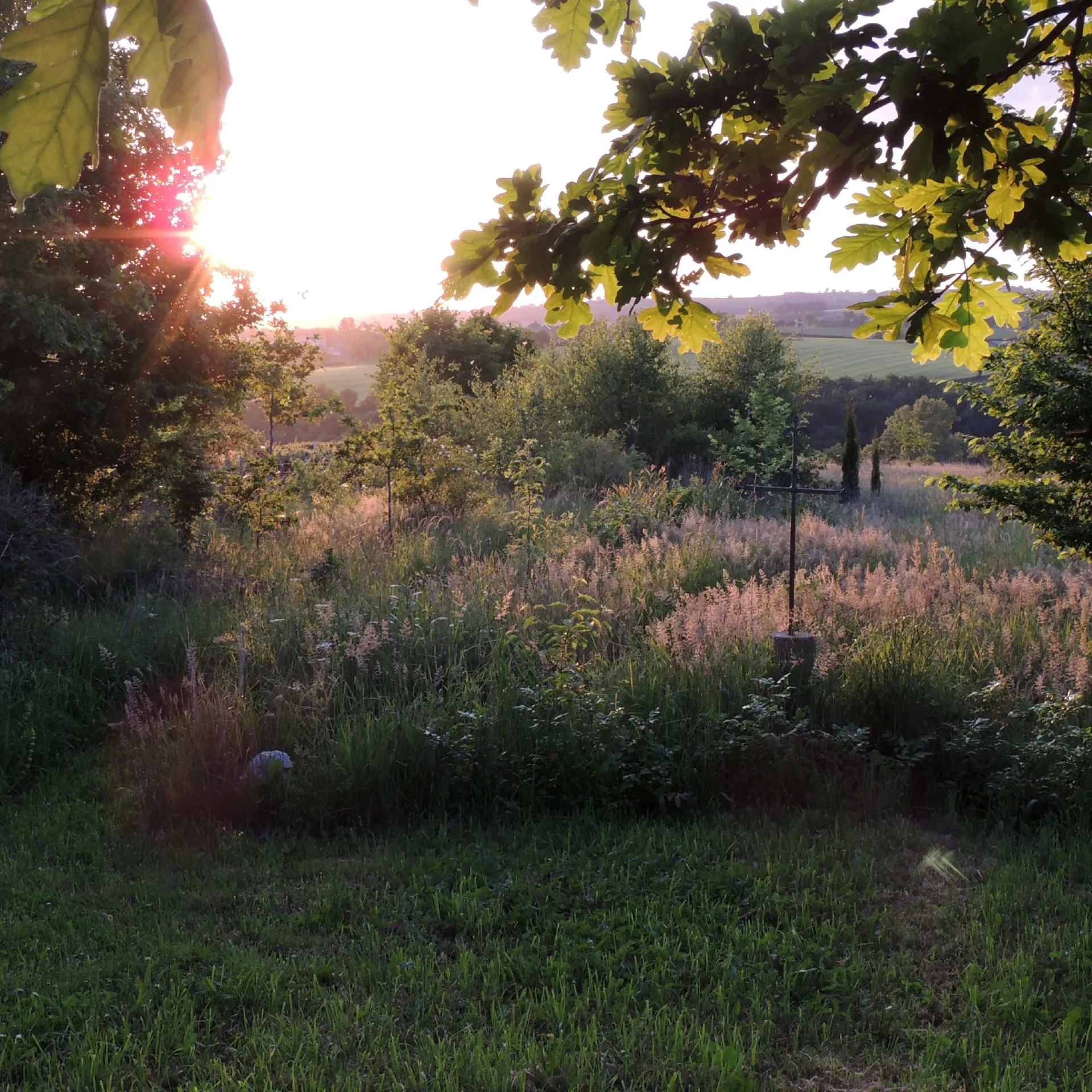 Forêt jardin du Landassou