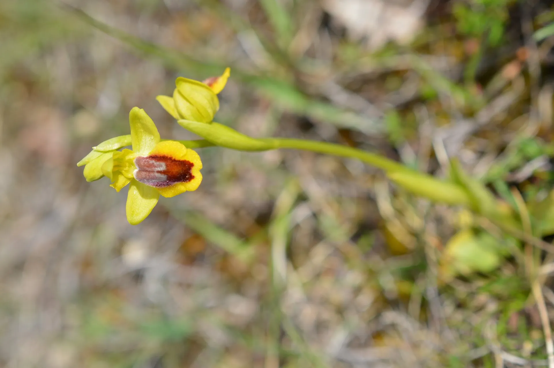 Visite commentée de la Lande de la Borie : à la recherche des Orchidées de La Rouquette