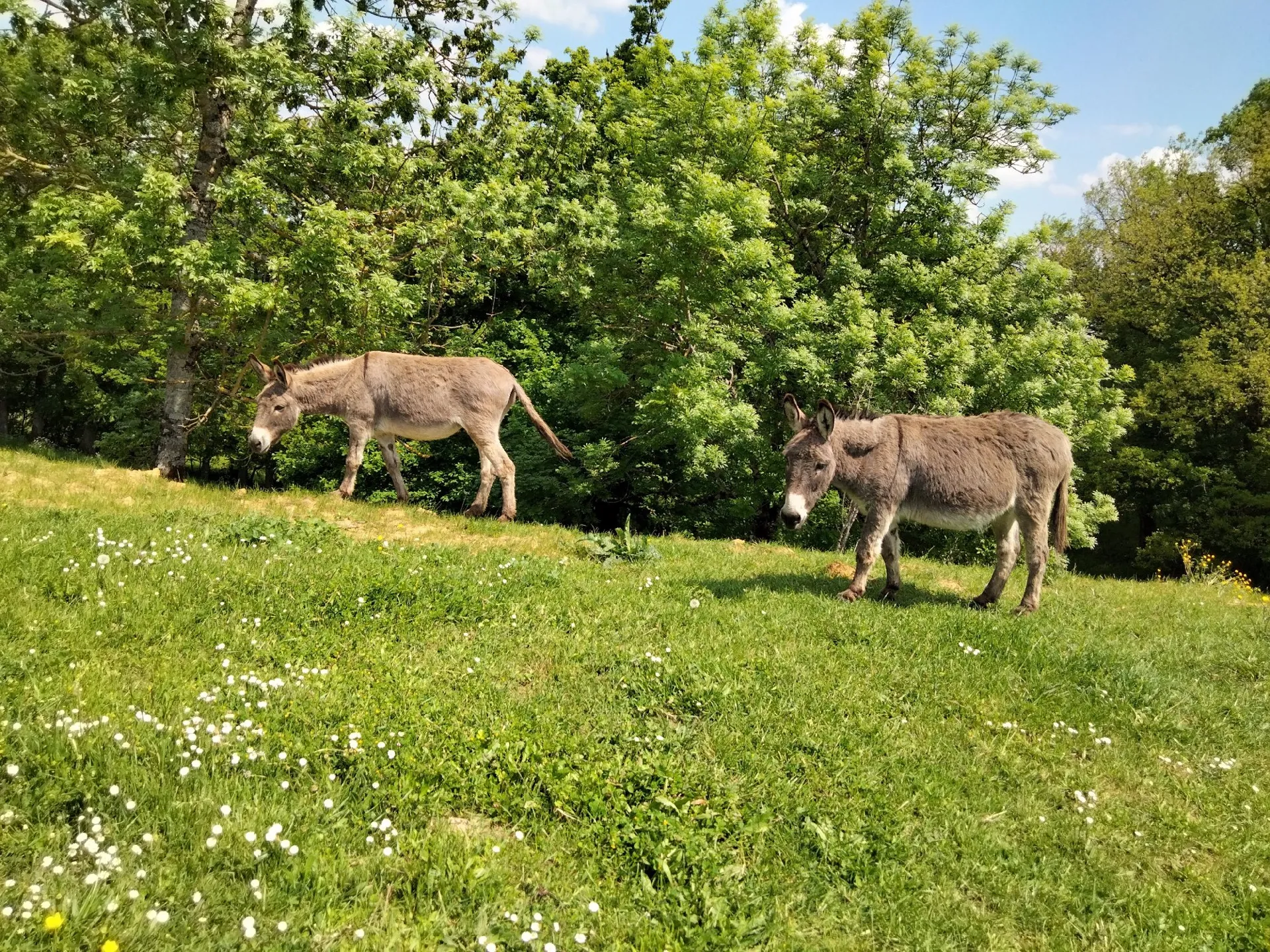 Nos 2 ânes présents sur la propriété.