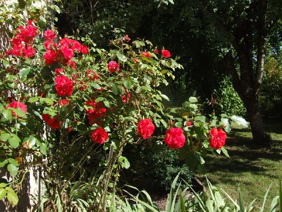Gîte l'Oustal occitan