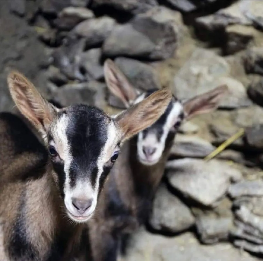 Visite des chèvres au pré à la Ferme du Bêêêz