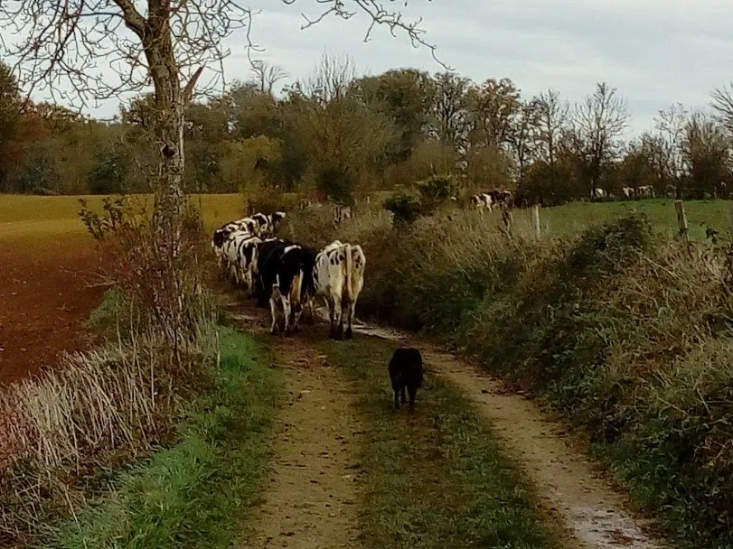 nos vaches en promenade