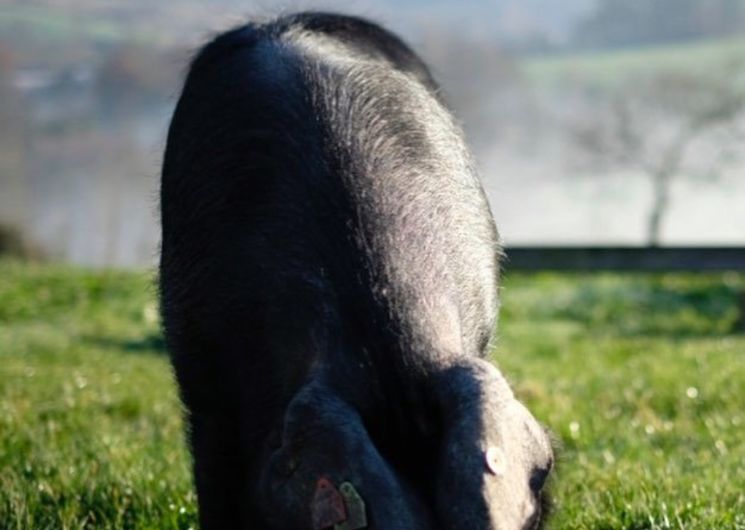 Porc noir de bidache 