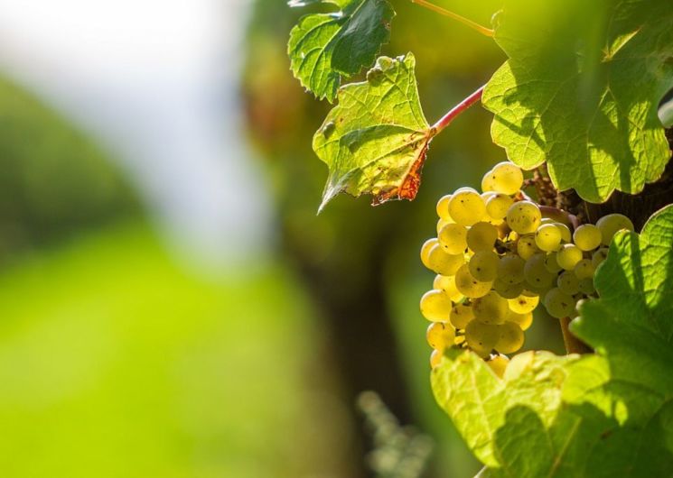 Vin des Côtes de Gascogne