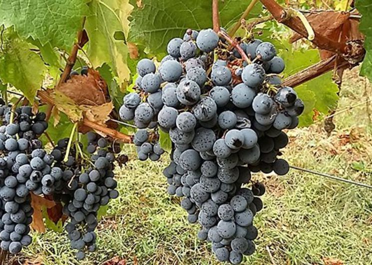 Vin des Côtes de Gascogne
