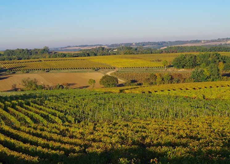 Domaine viticole dans le Gers