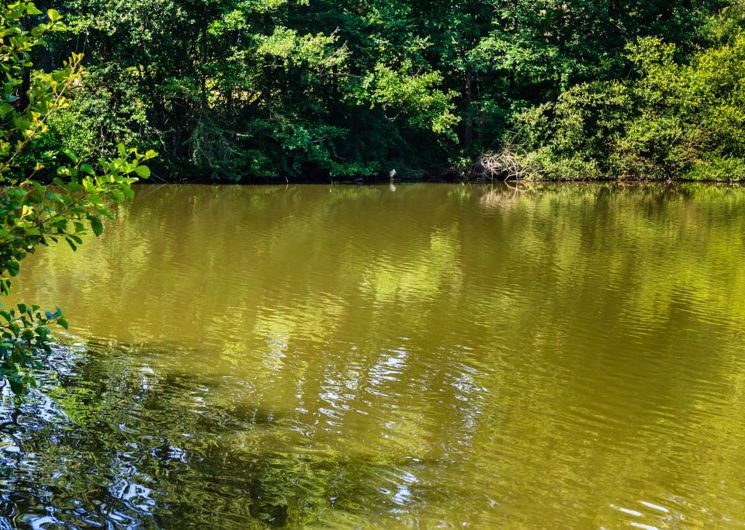 ETANGS DE L'ARMAGNAC