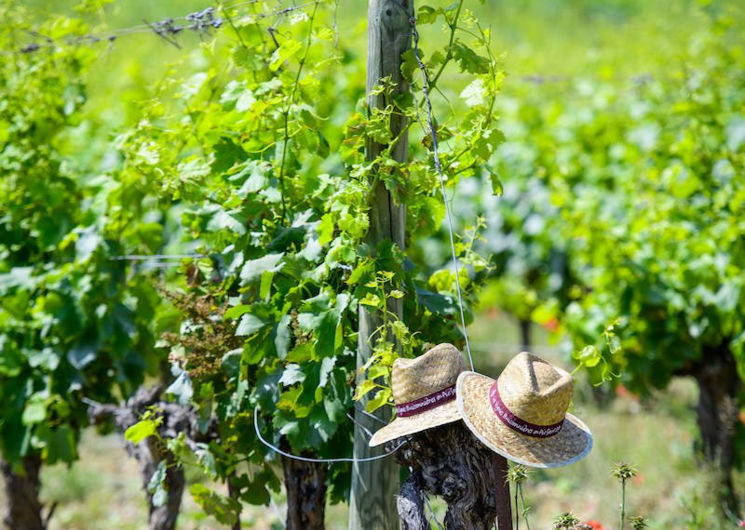 Vignes Buissonnières en Pic Saint Loup