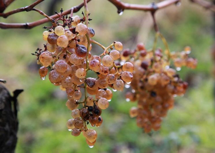 Vendanges et réveillon du Pacherenc de la Saint Sylvestre