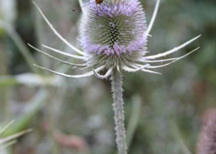 Lozère, rencontre insolite avec des chevaux sauvages