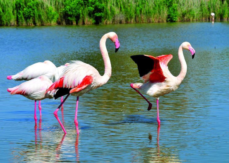 Tous à vélo au bord de l’eau au Grau du Roi Port Camargue