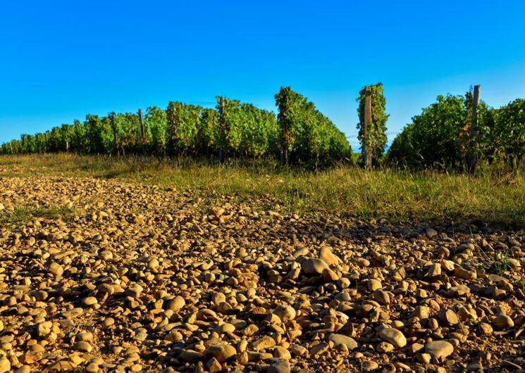 Route des vins de Madiran & Pacherenc du Vic-Bilh