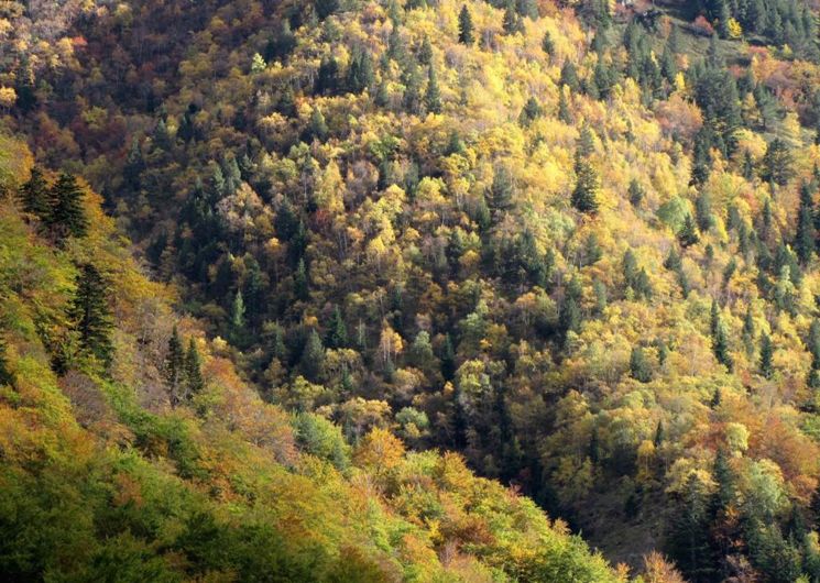 Forêt d'Ariège